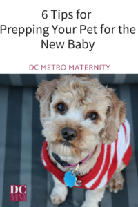 Doula gives advice on pets and new babies in DC, Alexandria, VA, Waldorf, Baltimore, Bowie, Silver Spring, Bethesda, Takoma Park, Clinton, MD